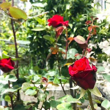 فندق مبيت وإفطار Grandpa's