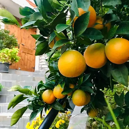 Grandpa's فندق مبيت وإفطار Gjirokastër