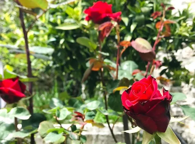 Bed & Breakfast Grandpa's